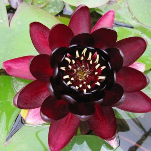 Nymphaea Black Princess - Medium water lily
