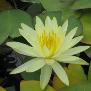 Nymphaea Colonel A J Welch - Large water lily