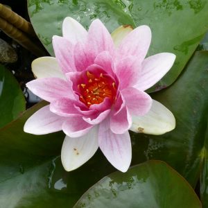Pink-water-lily