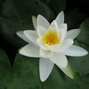 Nymphaea Gladstoniana - Large water lily
