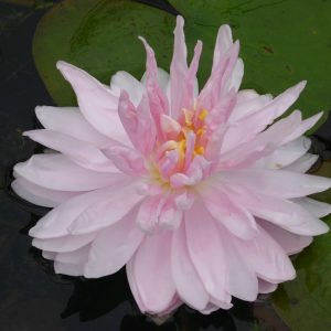 Nymphaea Gloire de Temple Sur Lot - Large water lily