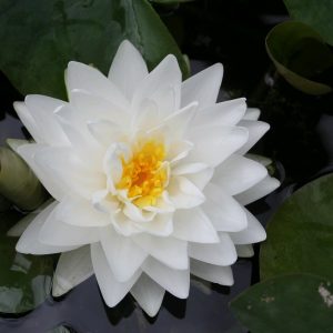 Nymphaea Gonnere - Medium water lily