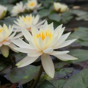 Nymphaea Inner Light - Medium water lily