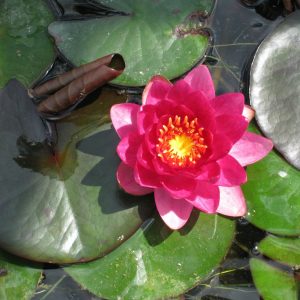 Nymphaea James Brydon - Medium water lily