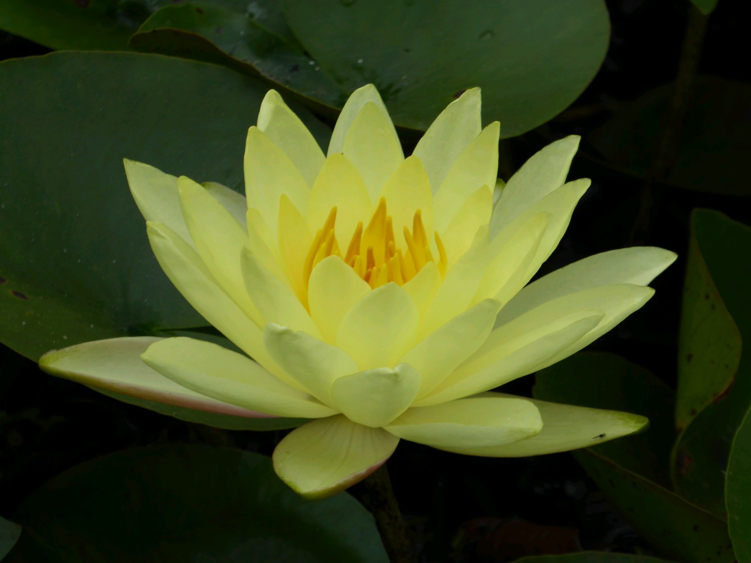 Yellow-water-lily
