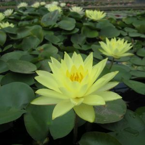 Nymphaea Joey Tomocik - Medium water lily