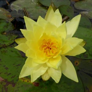 Nymphaea Lemon Mist - Medium water lily