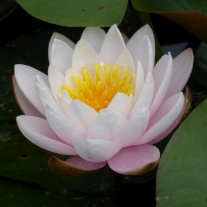 Nymphaea Marliacea Rosea - Medium water lily