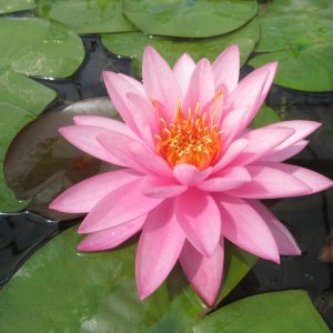 Nymphaea Mayla - Medium water lily