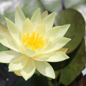 Nymphaea Odorata Sulphurea - Medium water lily