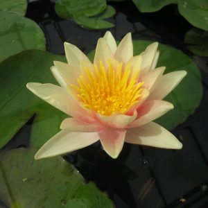 Nymphaea Paul Hariot - Medium water lily