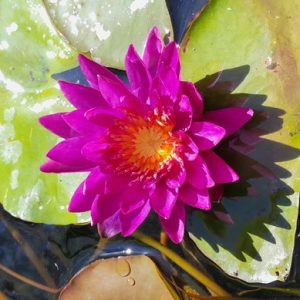 Nymphaea Purple Fantasy | Medium water lily