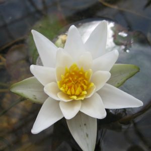 Nymphaaea Pygmaea alba - pygmy water lily