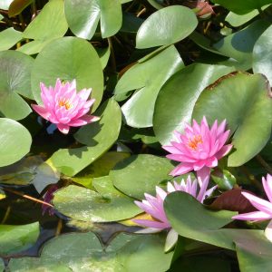 Nymphaea Rose Arey - Medium water lily
