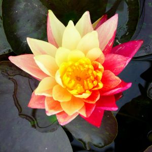 Nymphaea Wanvisa - Large water lily