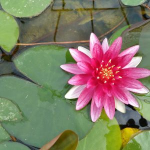 Nymphaea Alba var. Rubra - Large water lily