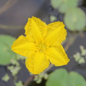 water-fringe-lily-pond-plant