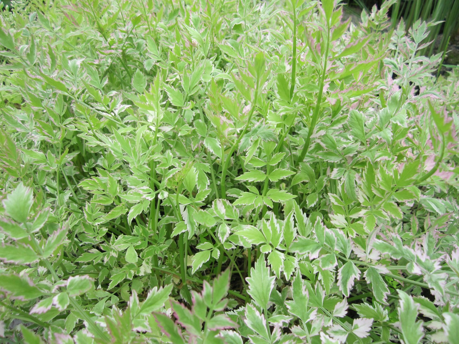 Oenanthe-Japonica-Flamingo
