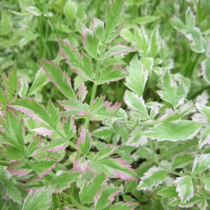 Oenanthe javanica 'Flamingo' (Variegated water dropwort) marginal pond plant