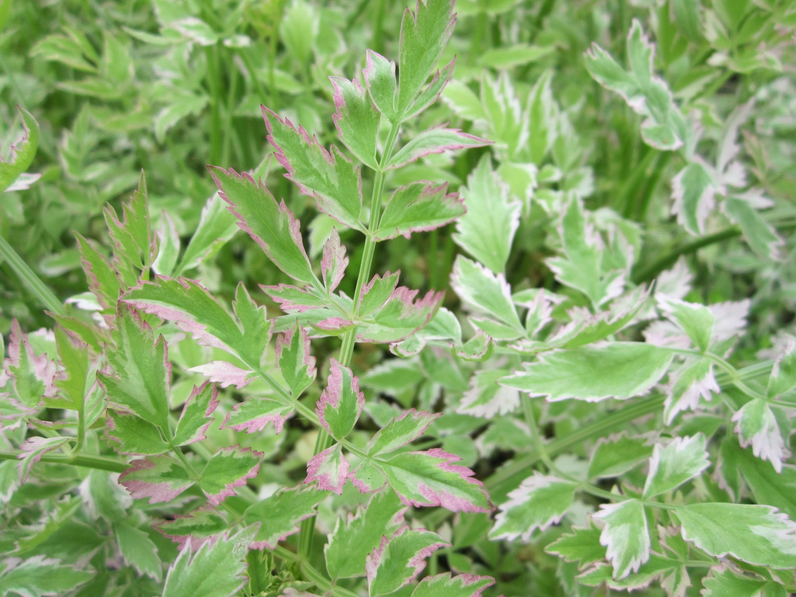 Oenanthe javanica 'Flamingo' (Variegated water dropwort) marginal pond plant