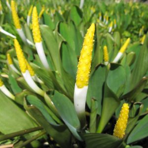 Orontium aquaticum (Golden club) marginal pond plant