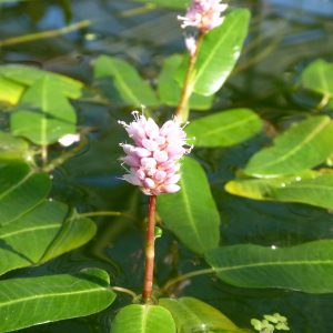 Persicaria amphibia (Amphibious bistort) marginal pond plant