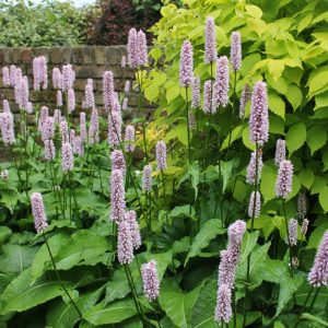 Persicaria bistorta ("Adderwort") marginal pond plant