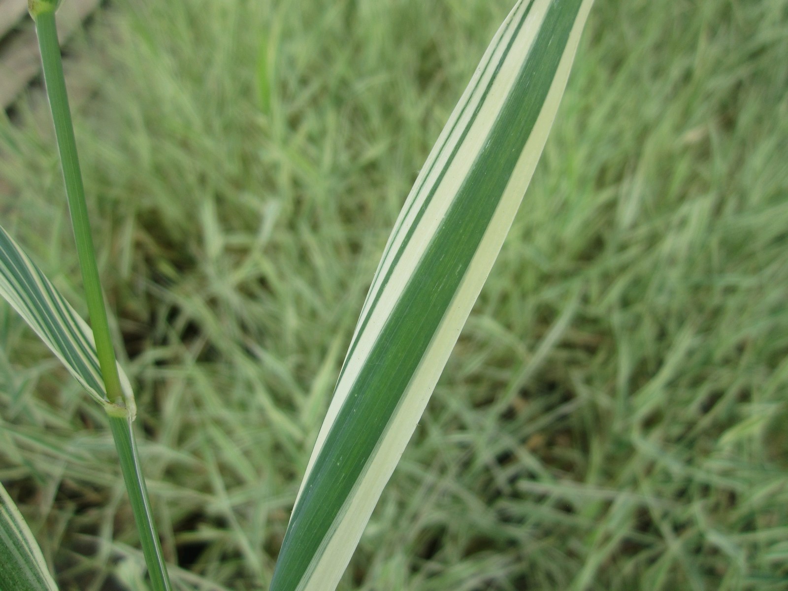 Phalaris-arundinacea-var-picta