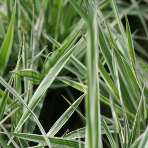Phalaris arundinacea var picta (Gardeners garters) marginal pond plant
