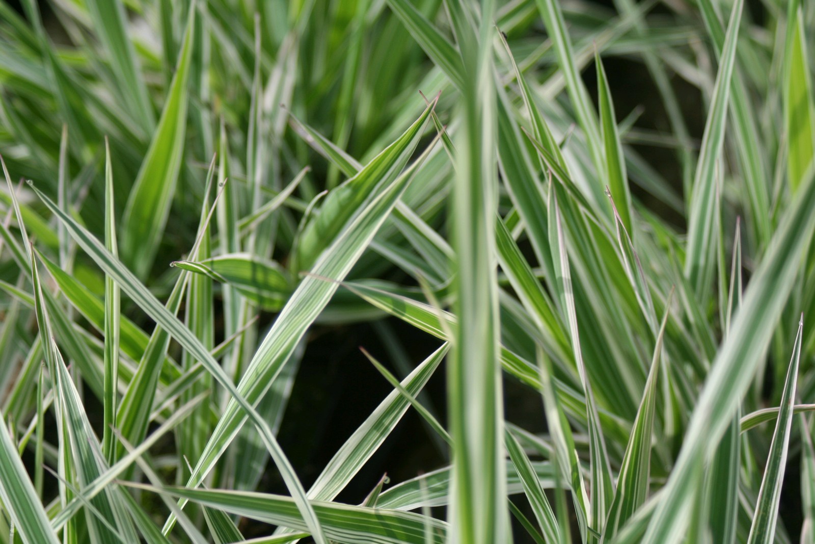 Phalaris arundinacea var picta (Gardeners garters) marginal pond plant