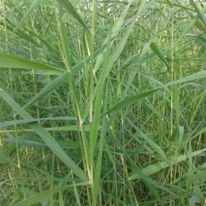 Phragmites australis (Common Norfolk reed) marginal pond plant