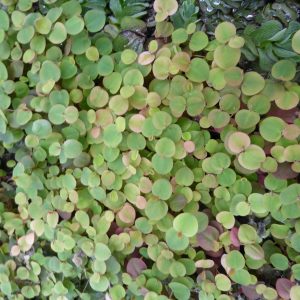 Phyllanthus-fluitans-floating-pond-plant