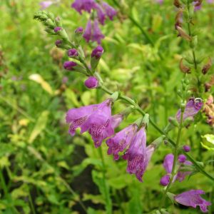 Physostegia virginiana (Obedient plant or false dragon head) marginal pond plant
