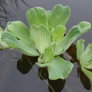 Pistia-stratiotes-floating-pond-plant