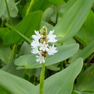 Pontederia cordata 'alba' (White Pickerel weed) marginal pond plant