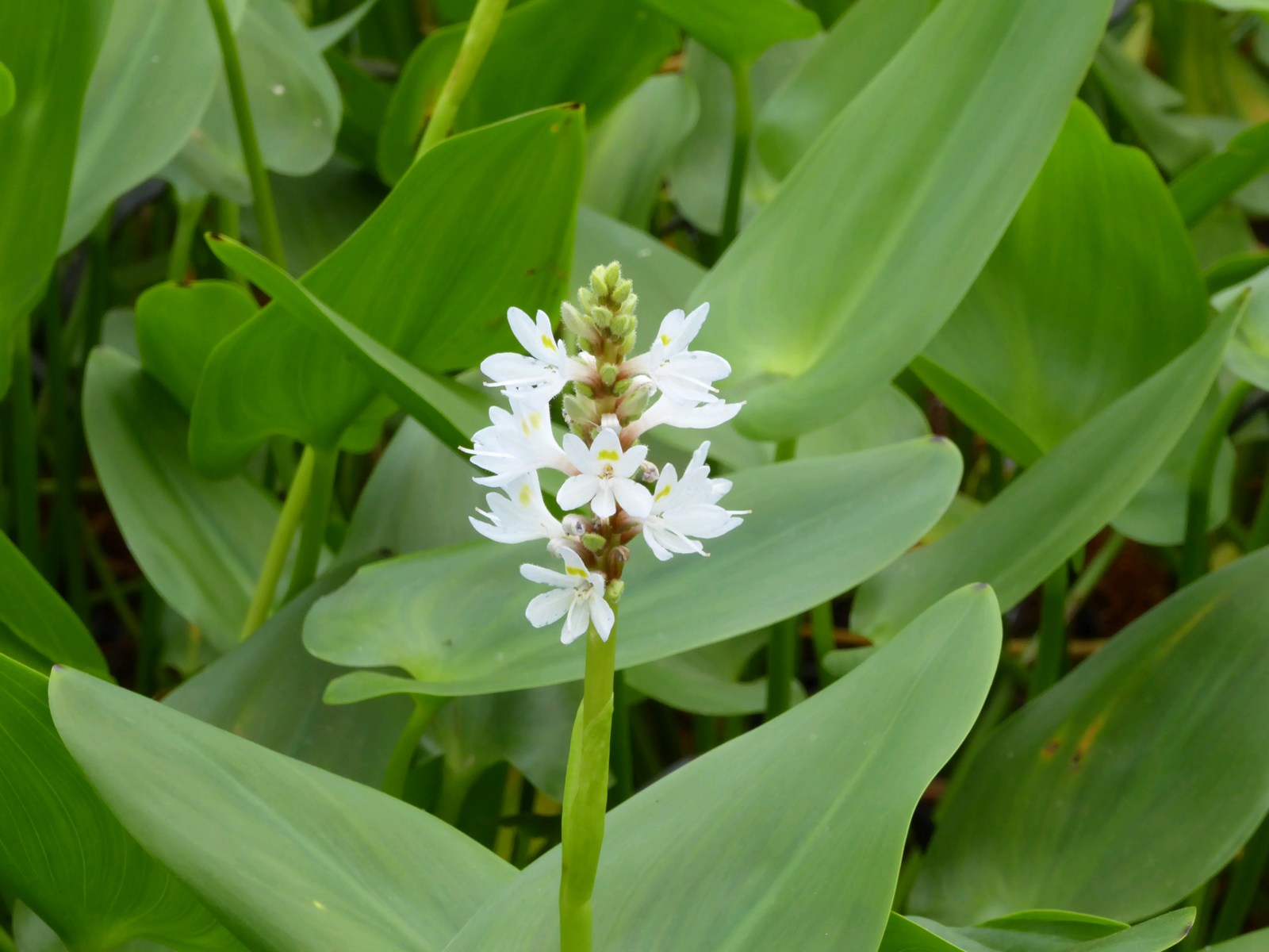 Pontederia cordata 'alba' (White Pickerel weed) marginal pond plant
