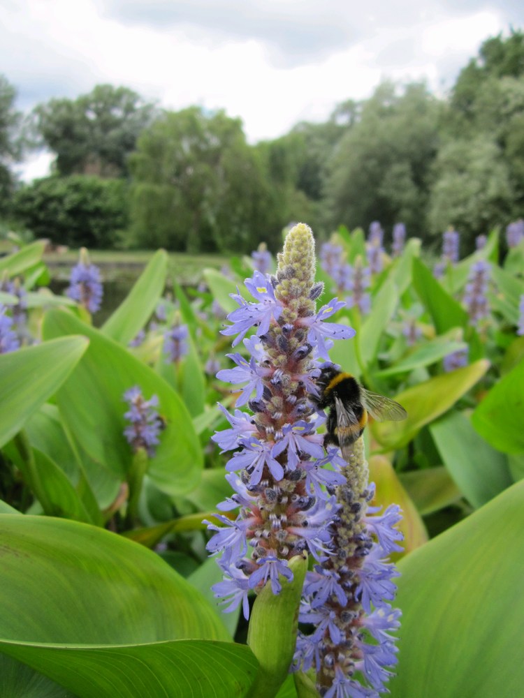 Pontederia-cordata