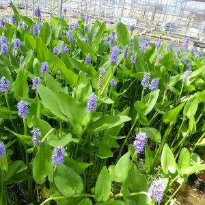 Pontederia cordata (Pickerel weed) marginal pond plant