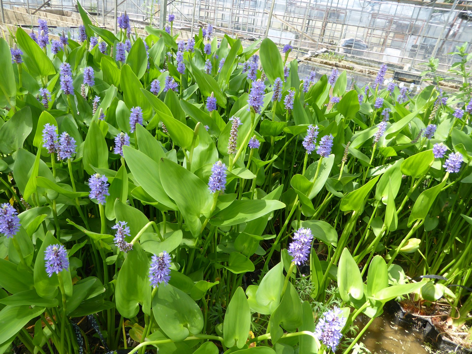 Pontederia cordata (Pickerel weed) marginal pond plant