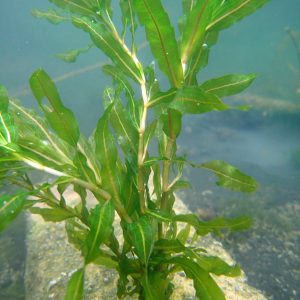 Potamogeton-crispus