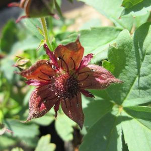 Potentilla palustris (Marsh cinquefoil) marginal pond plant