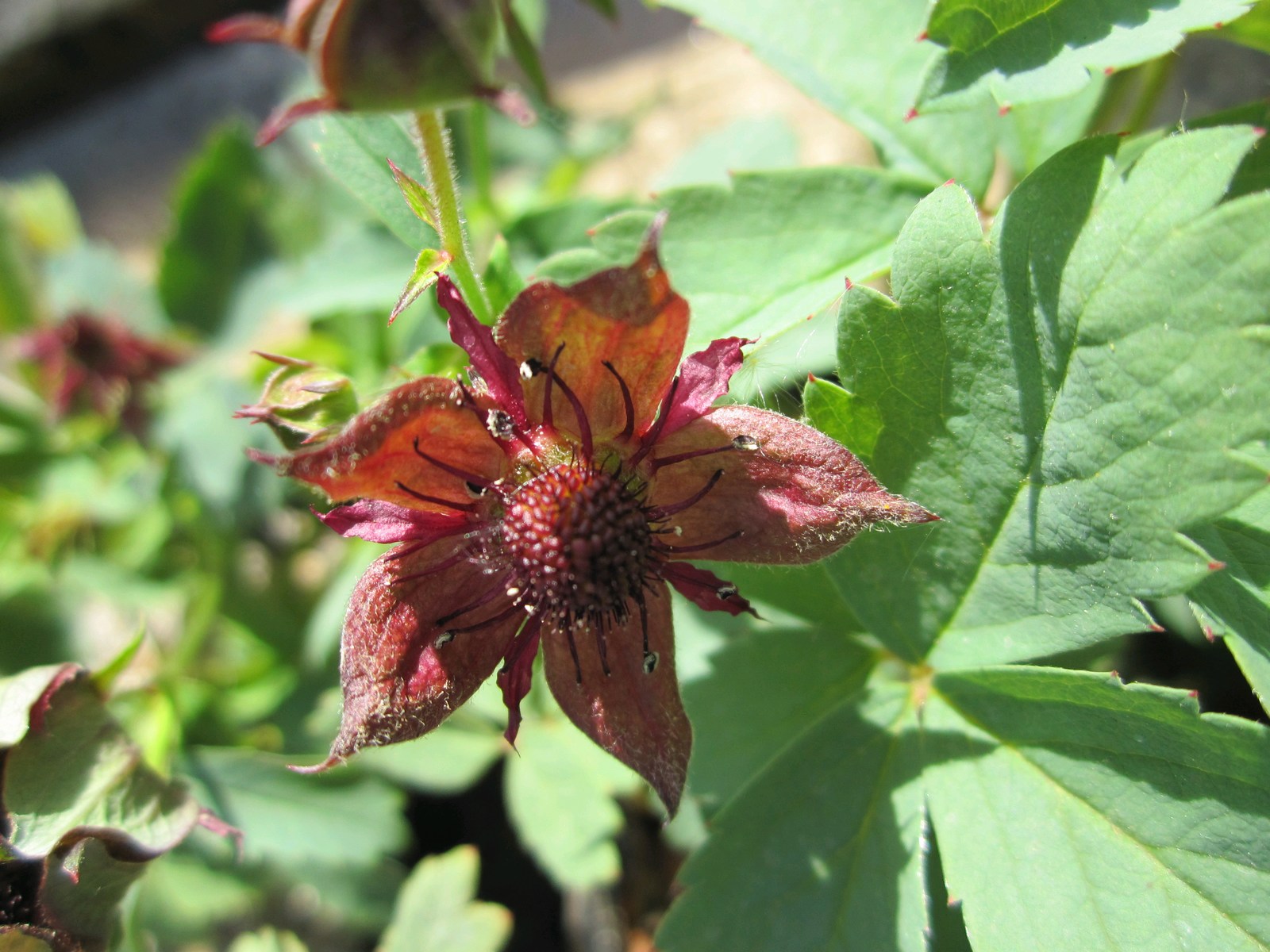 Potentilla palustris (Marsh cinquefoil) marginal pond plant