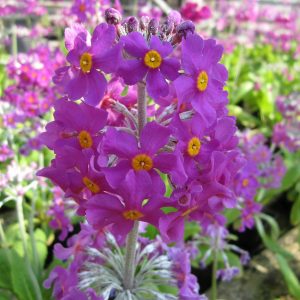 Primula-beesiana