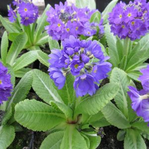 Primula-denticulata