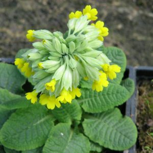Primula-veris