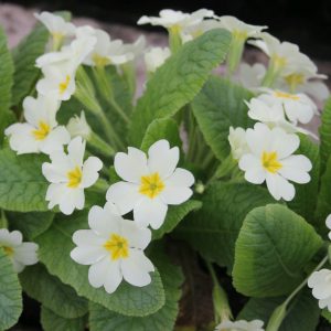 Primula-vulgaris