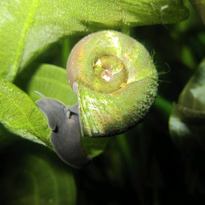 Ramshorn-pond-Snails