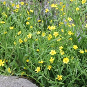 Ranunculus flammula (Lesser spearwort) marginal pond plant