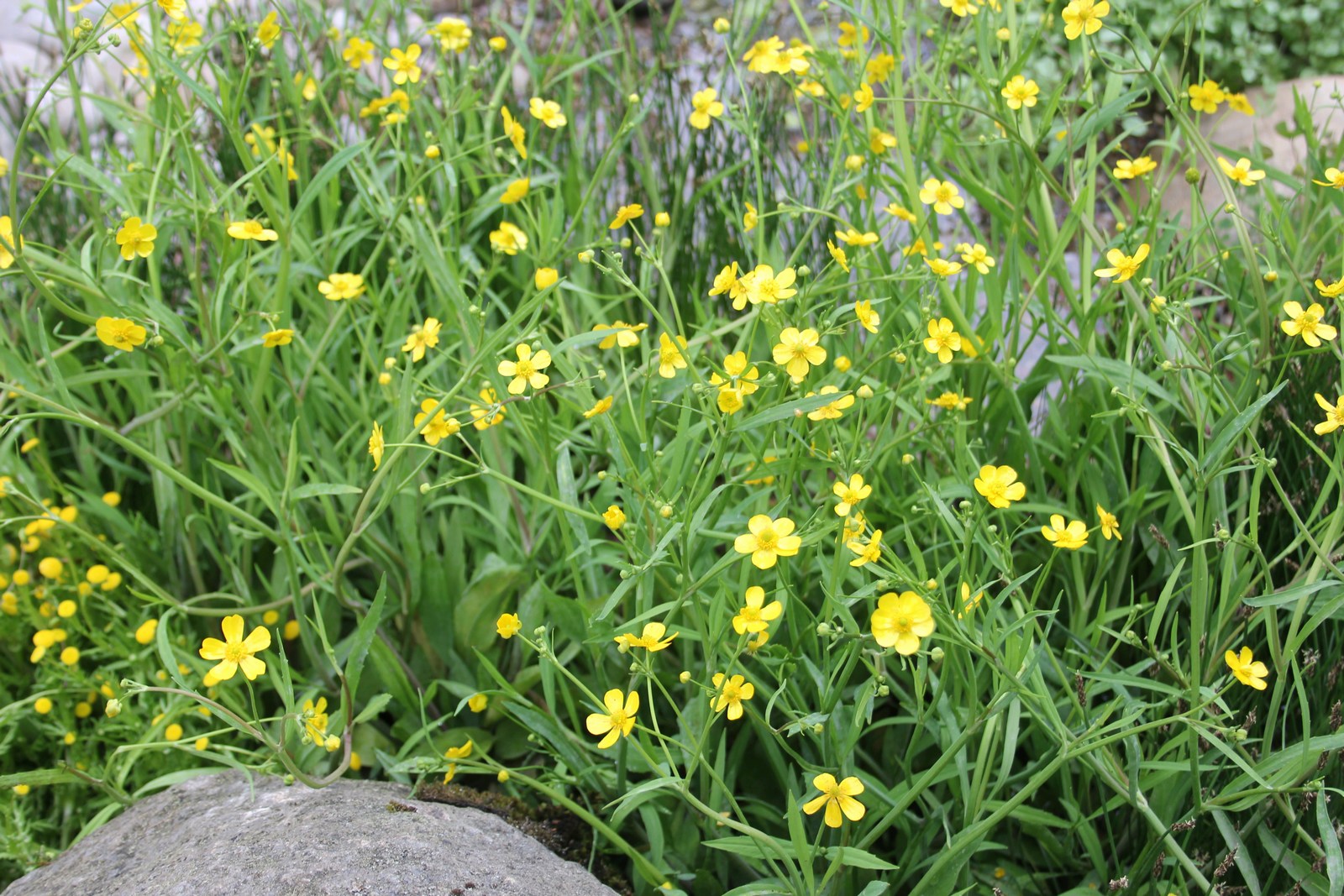 Ranunculus flammula (Lesser spearwort) marginal pond plant