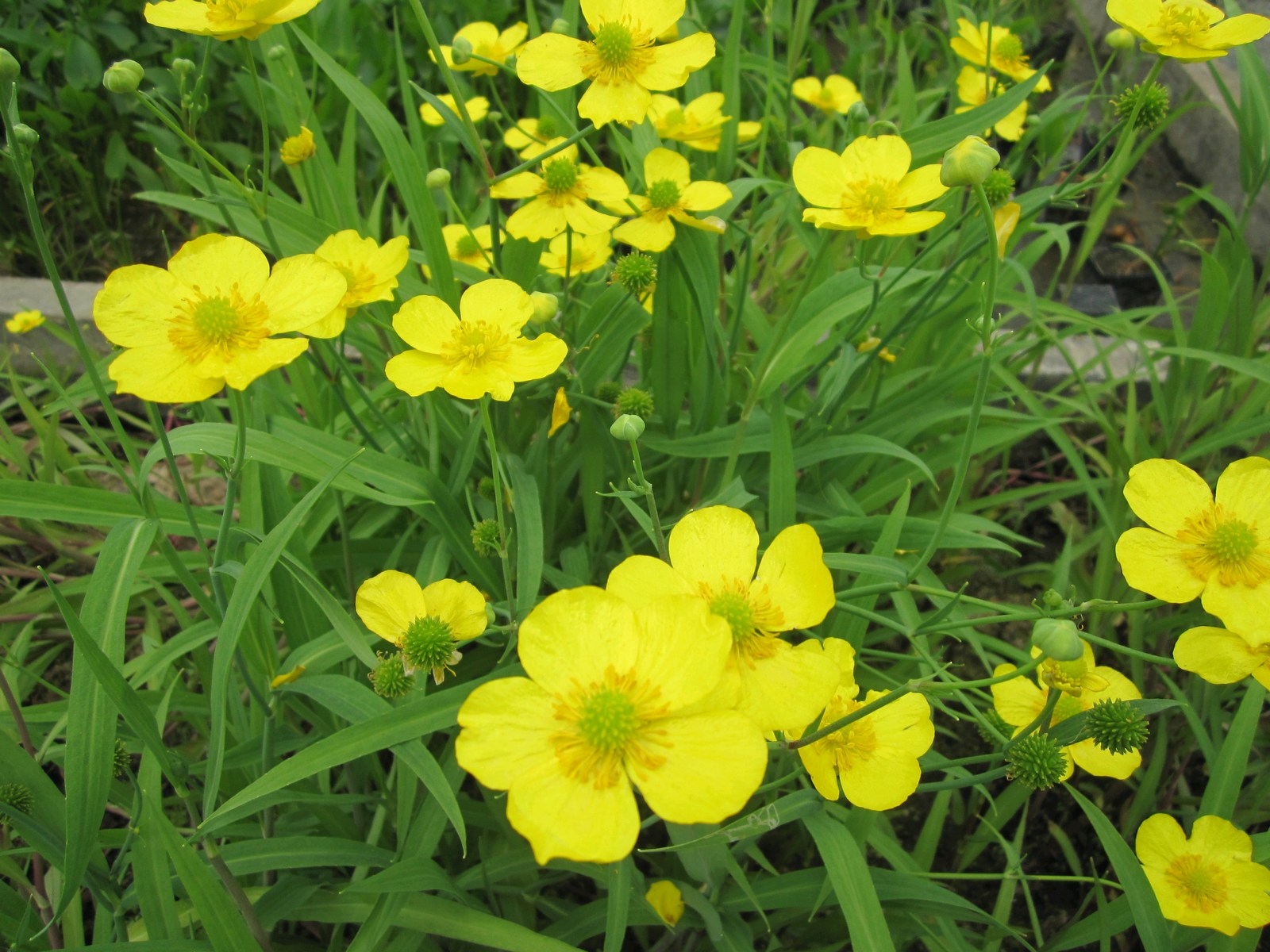 Ranunculus-flammula